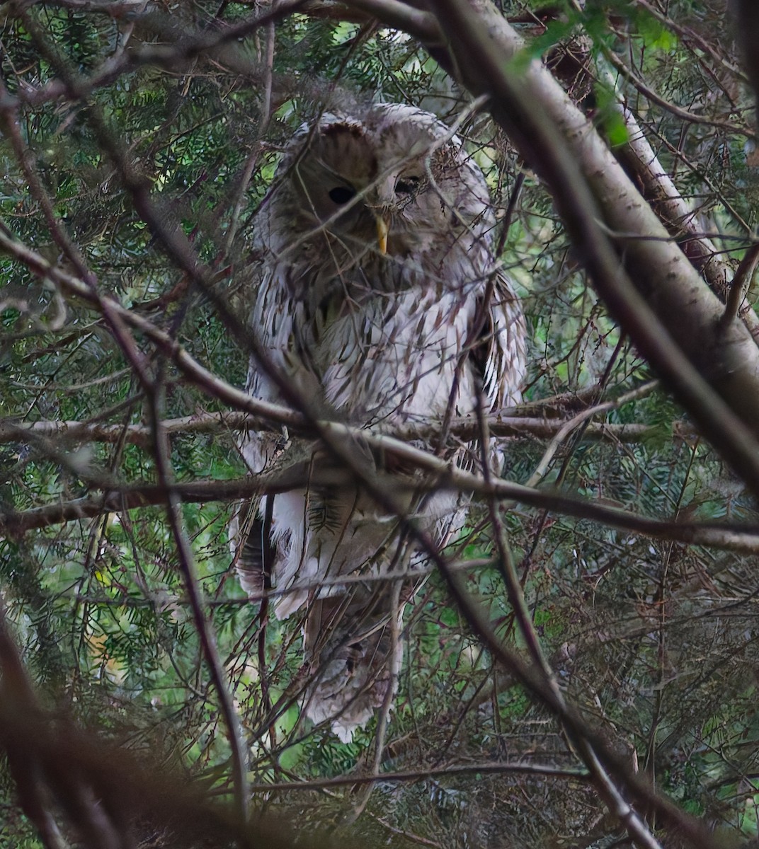 Ural Owl - ML647683621