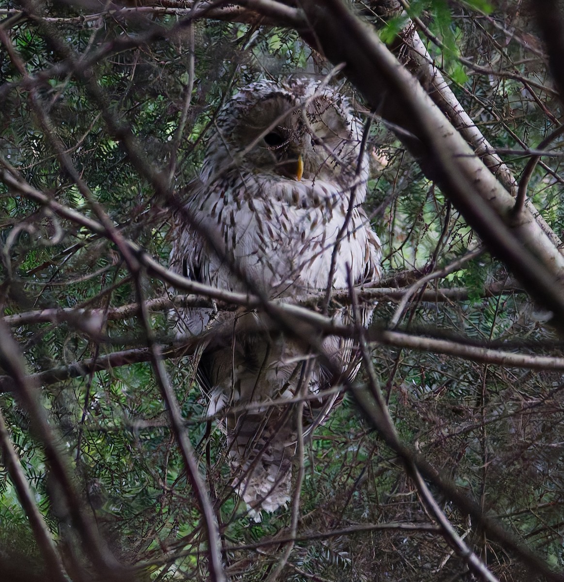 Ural Owl - ML647683622