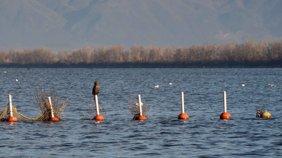 Баклан малий - ML647683637