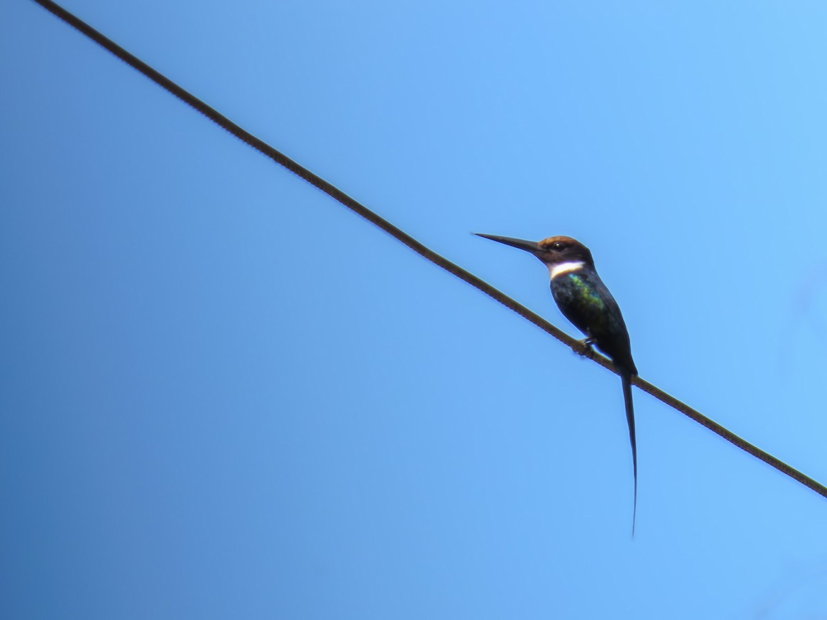 Paradise Jacamar - ML647683645