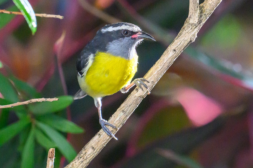 Bananaquit - ML647683646
