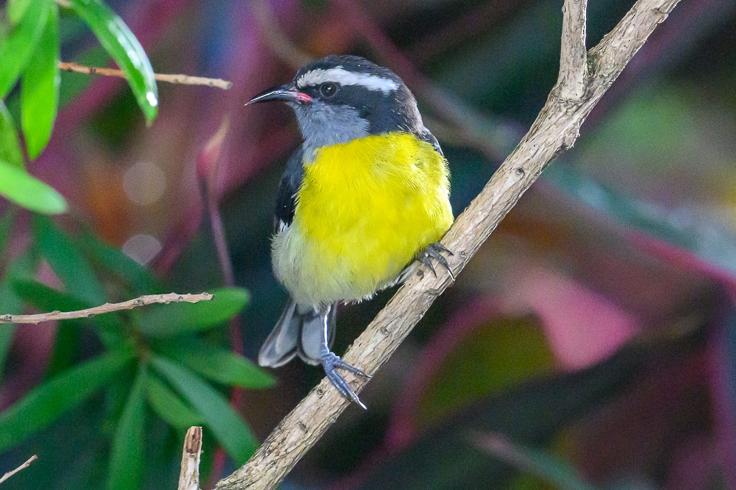 Bananaquit - ML647683647