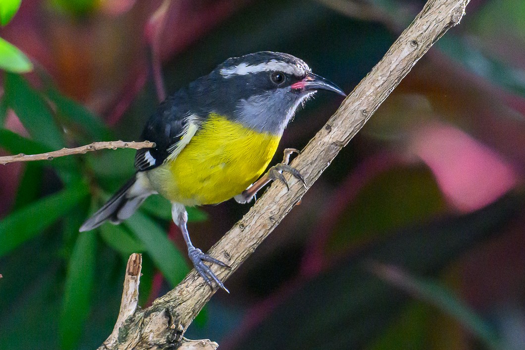 Bananaquit - ML647683648
