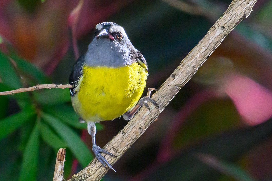 Bananaquit - ML647683649