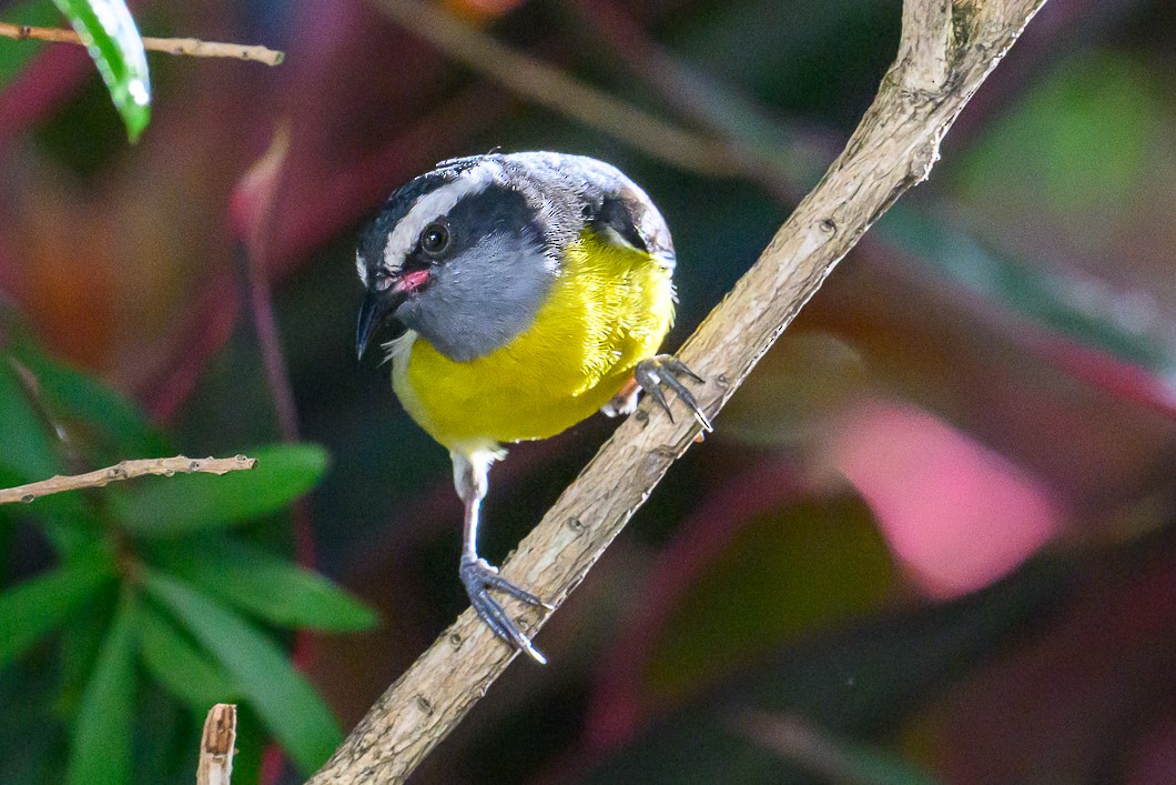 Bananaquit - ML647683650
