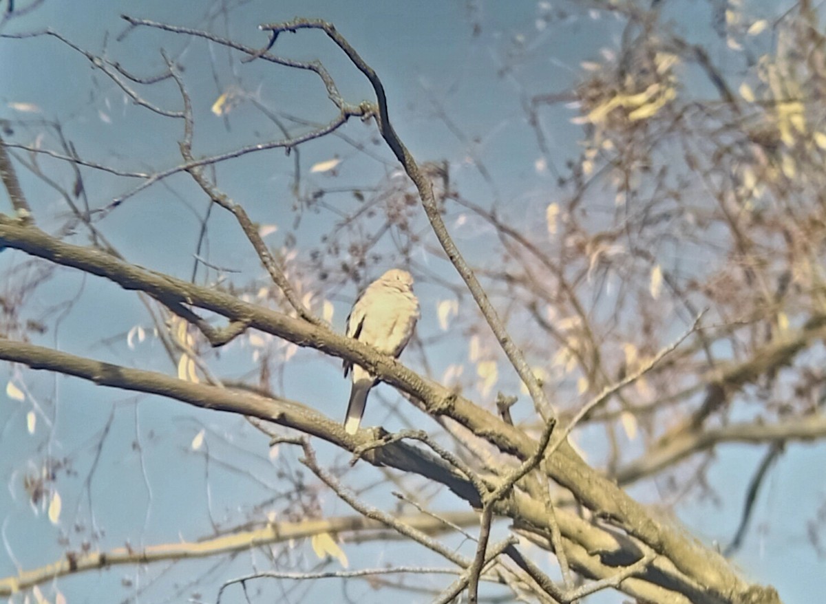 Picui Ground Dove - ML647683681