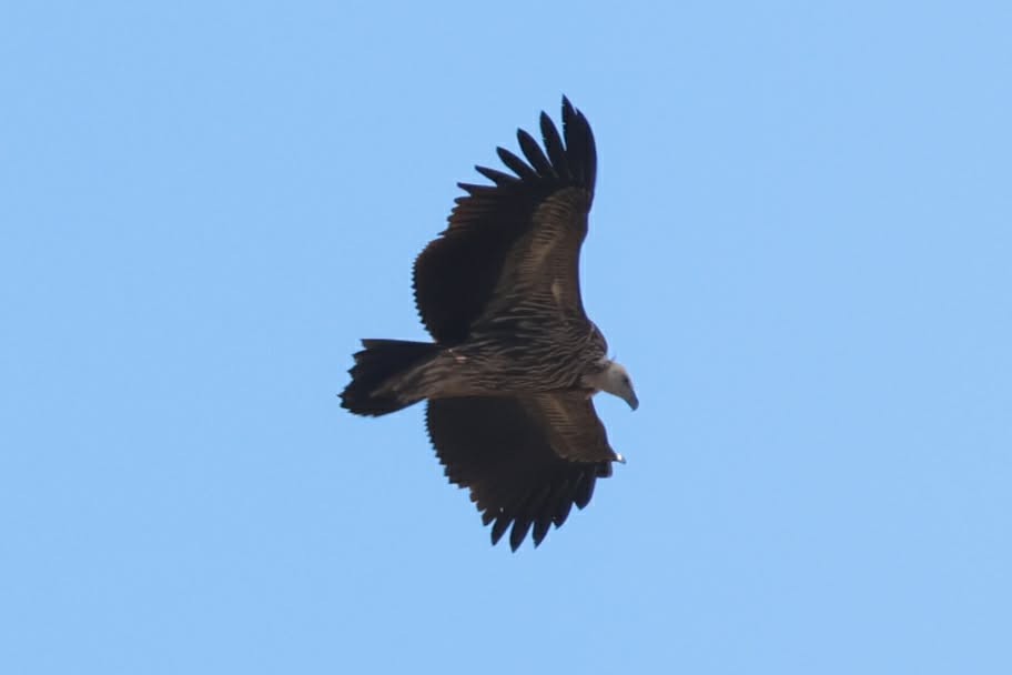 Schneegeier - ML647683709