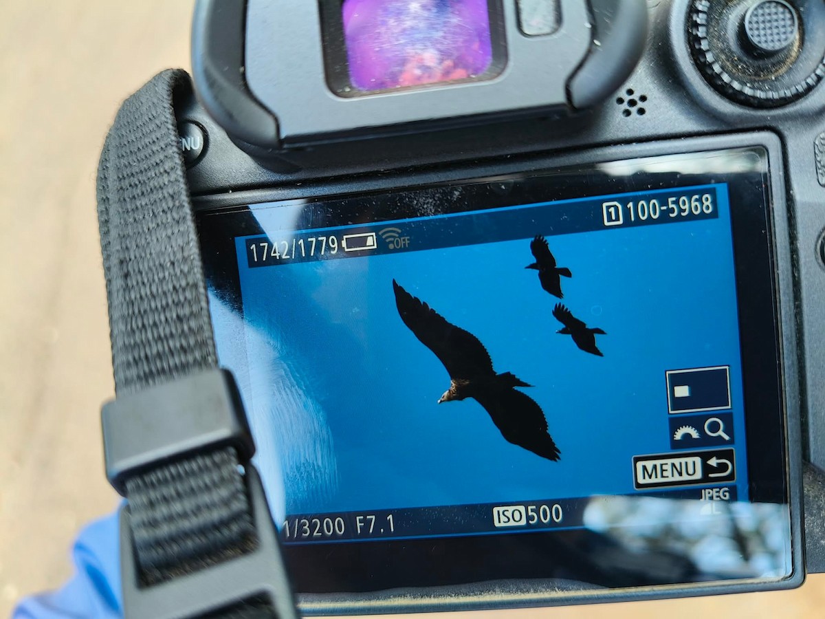 Schneegeier - ML647683710