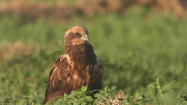 Болотный лунь - ML647683716