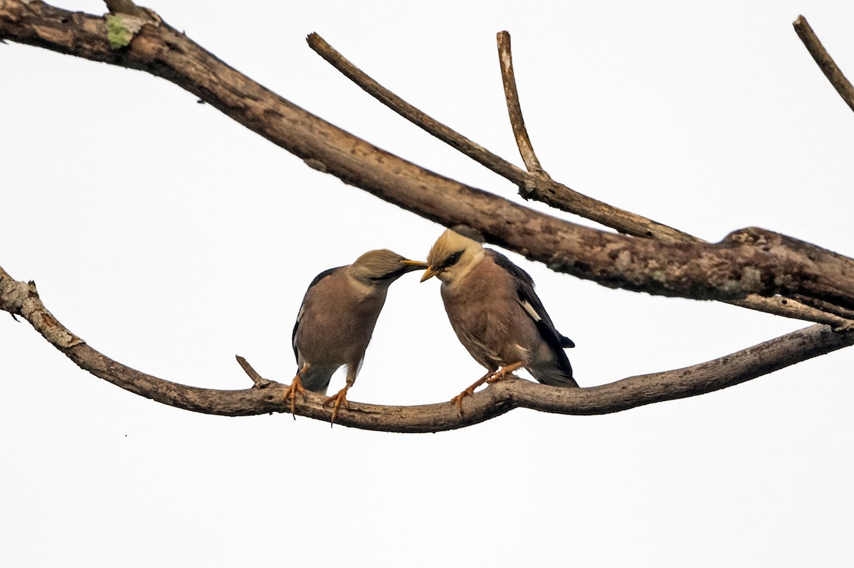 Miná Vinoso - ML647683726