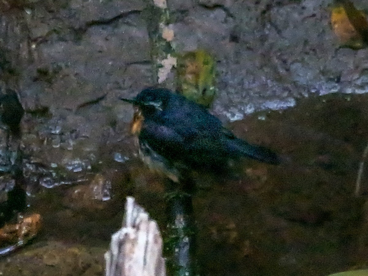 Indian Blue Robin - ML647683747