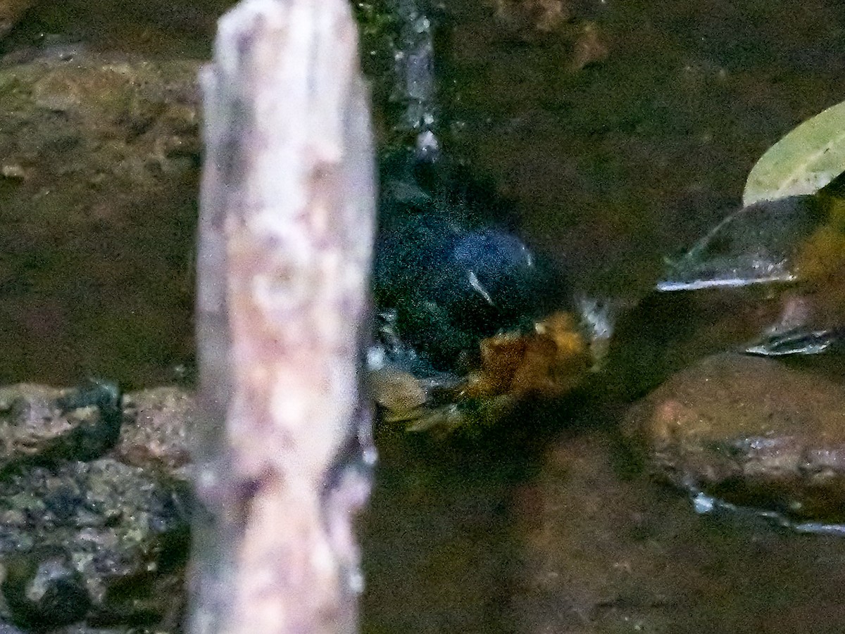 Indian Blue Robin - ML647683749