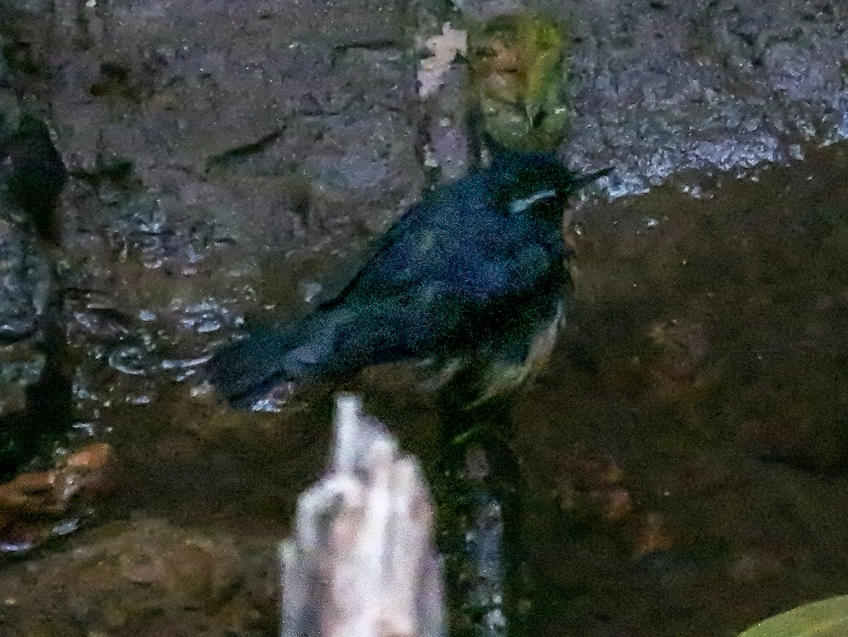 Indian Blue Robin - ML647683751