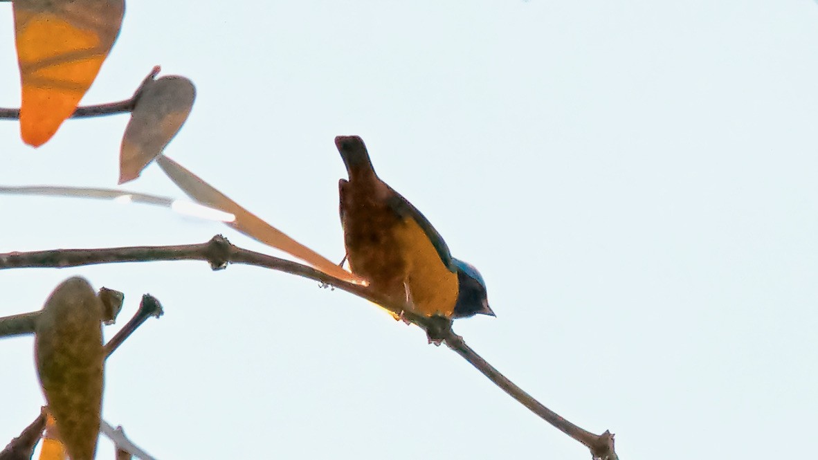 Elegant Euphonia - ML647683768