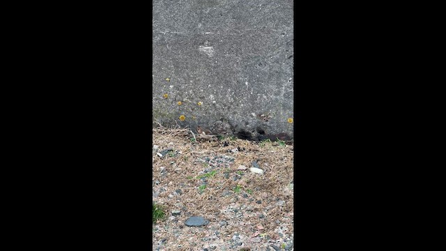 Пуночка - ML647683791