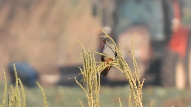 Кобчик - ML647683812