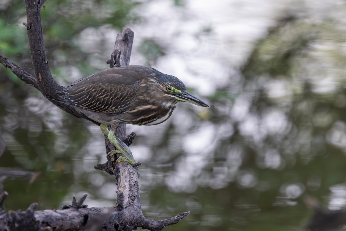 Indian Pond-Heron - ML647683838