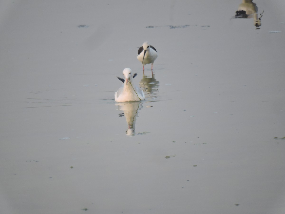 Морской голубок - ML647683887