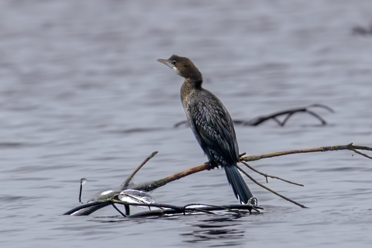 Баклан малий - ML647683888
