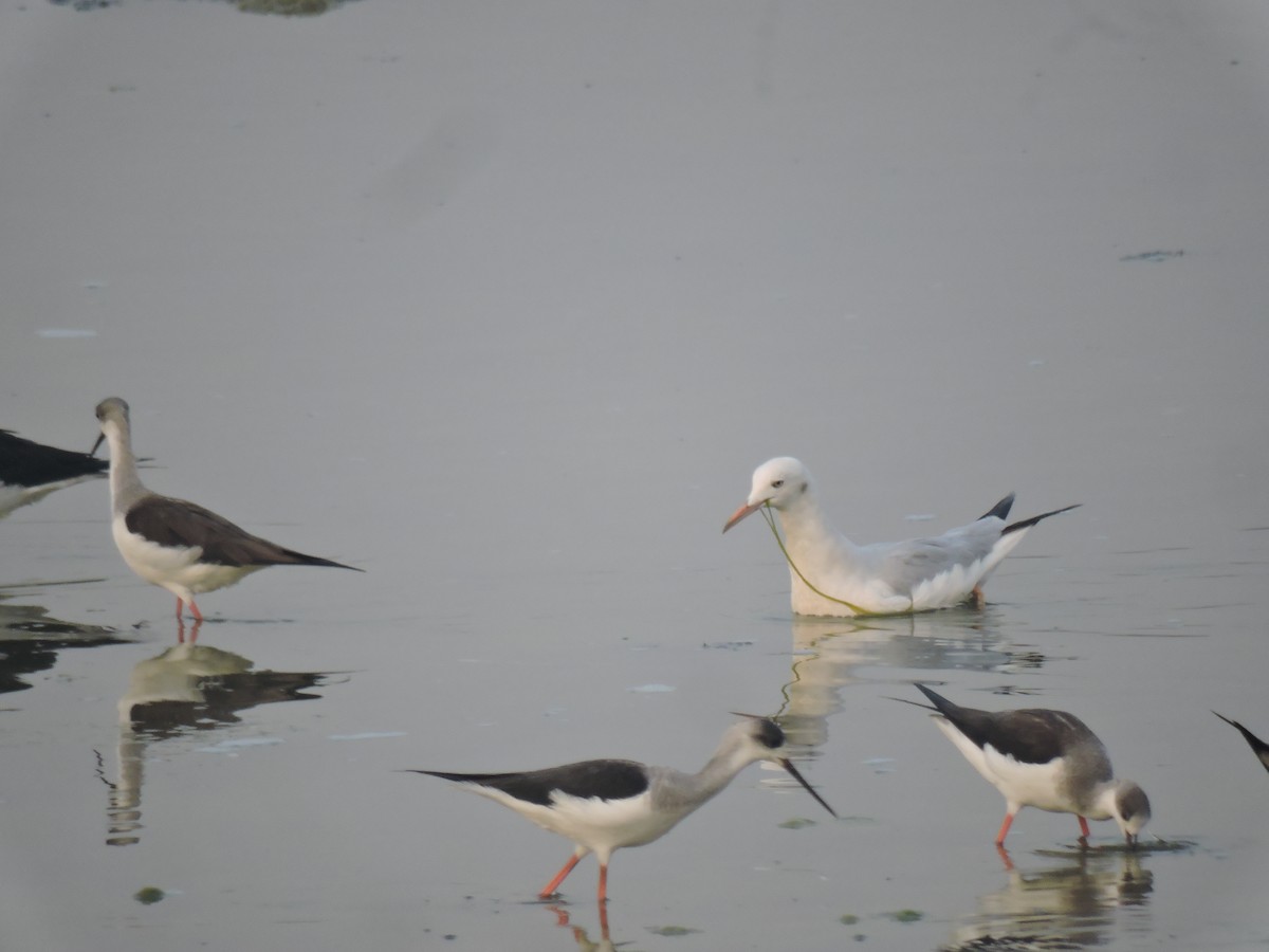 Морской голубок - ML647683889