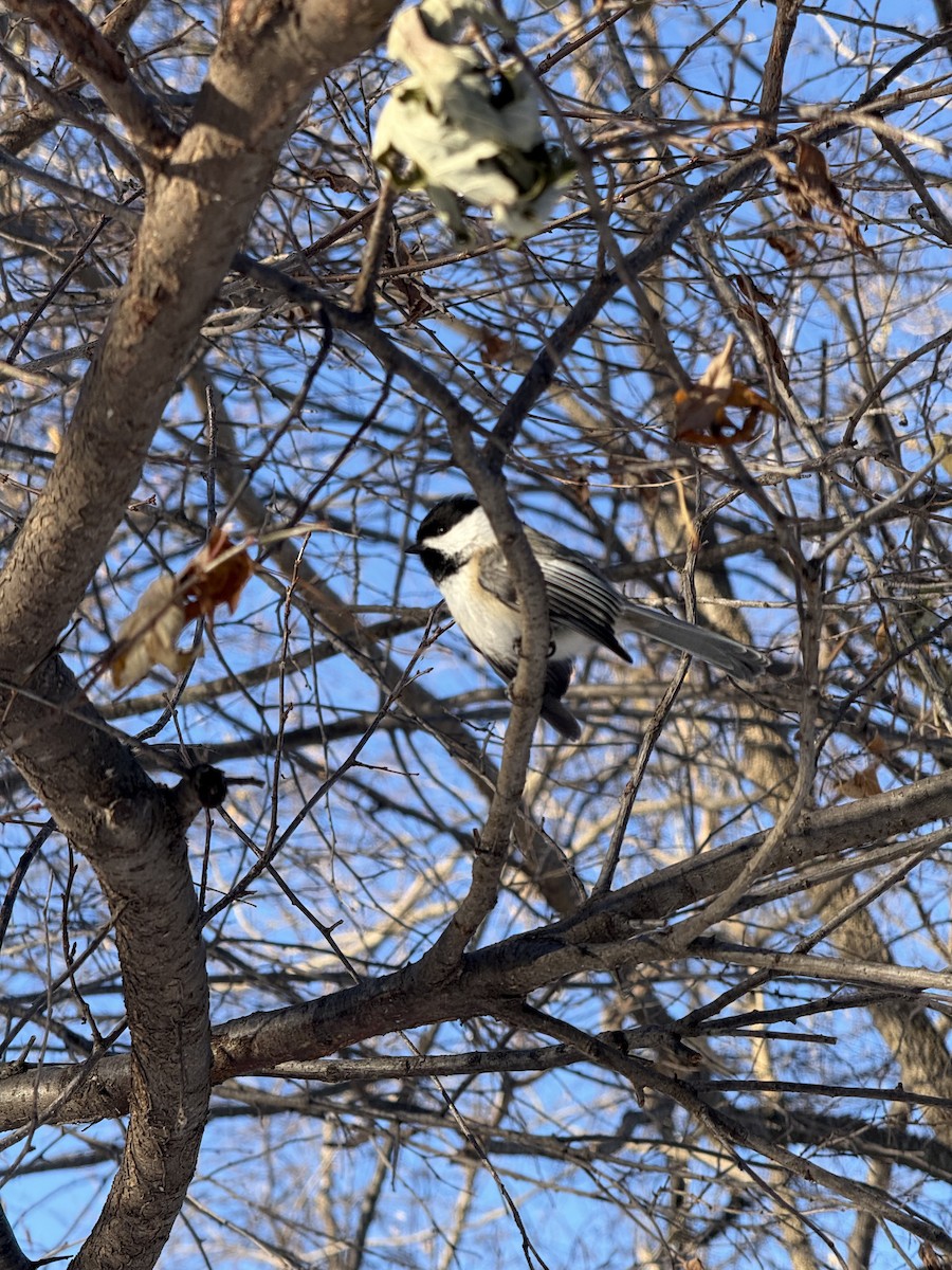 Black-capped Chickadee - ML647683920