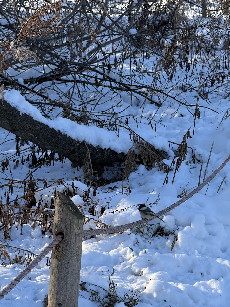 Black-capped Chickadee - ML647683921