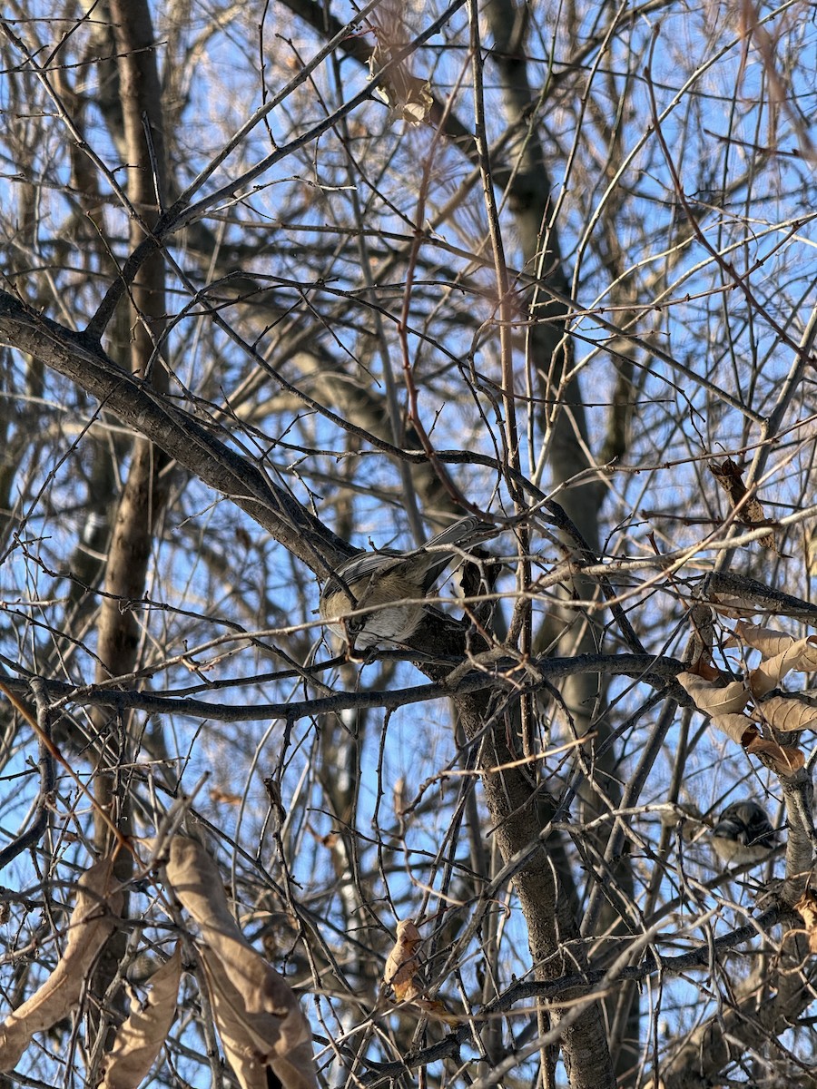 Black-capped Chickadee - ML647683922