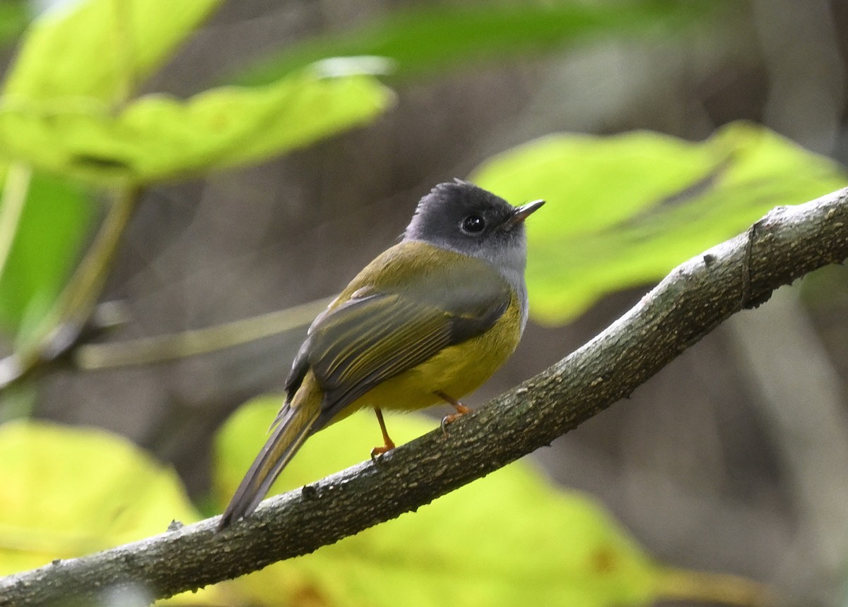Gray-headed Canary-Flycatcher - ML647683945