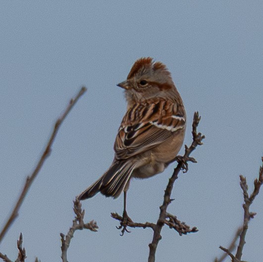 American Tree Sparrow - ML647683955