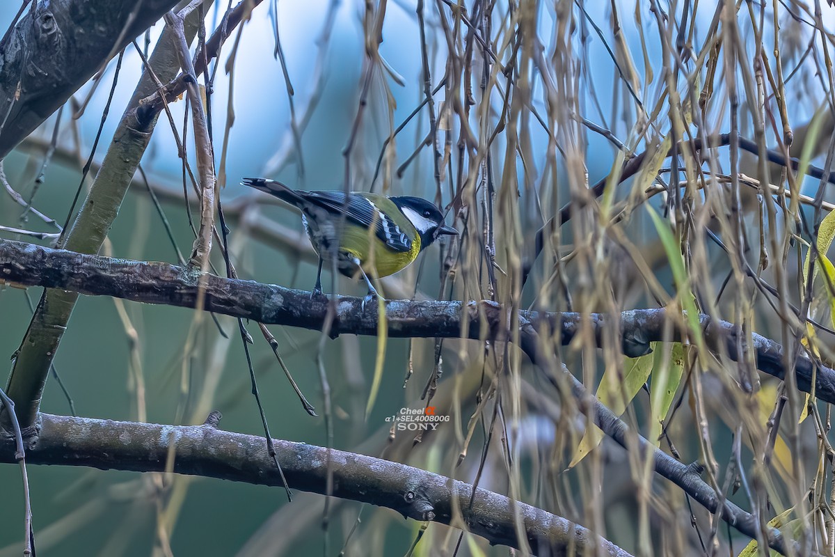 Bergkohlmeise - ML647683978