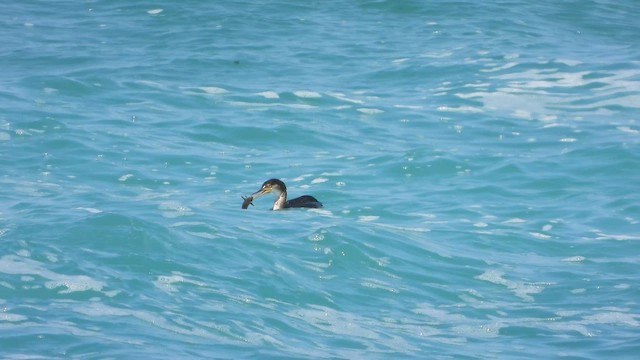 Хохлатый баклан - ML647683979