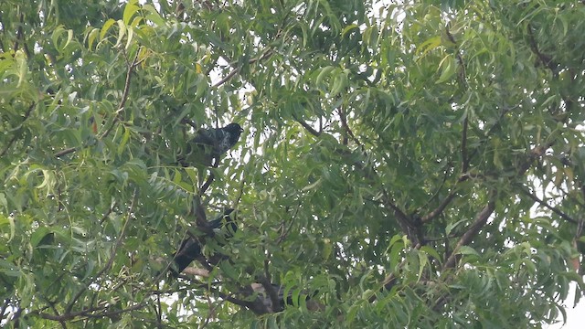 Коэль - ML647683991