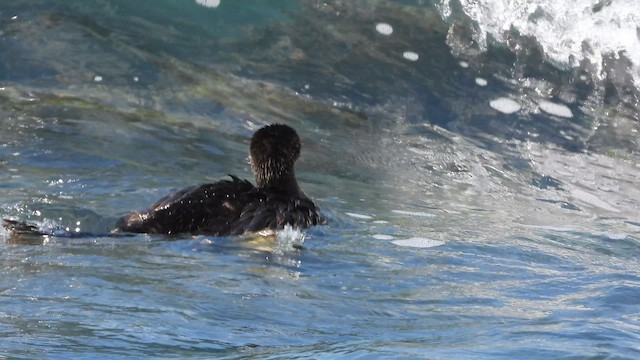 Хохлатый баклан - ML647684010