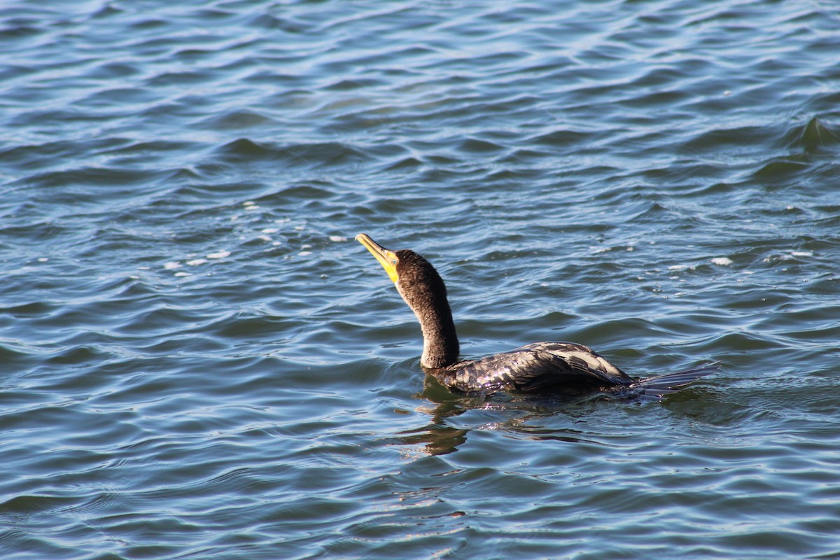 Double-crested Cormorant - ML647684013