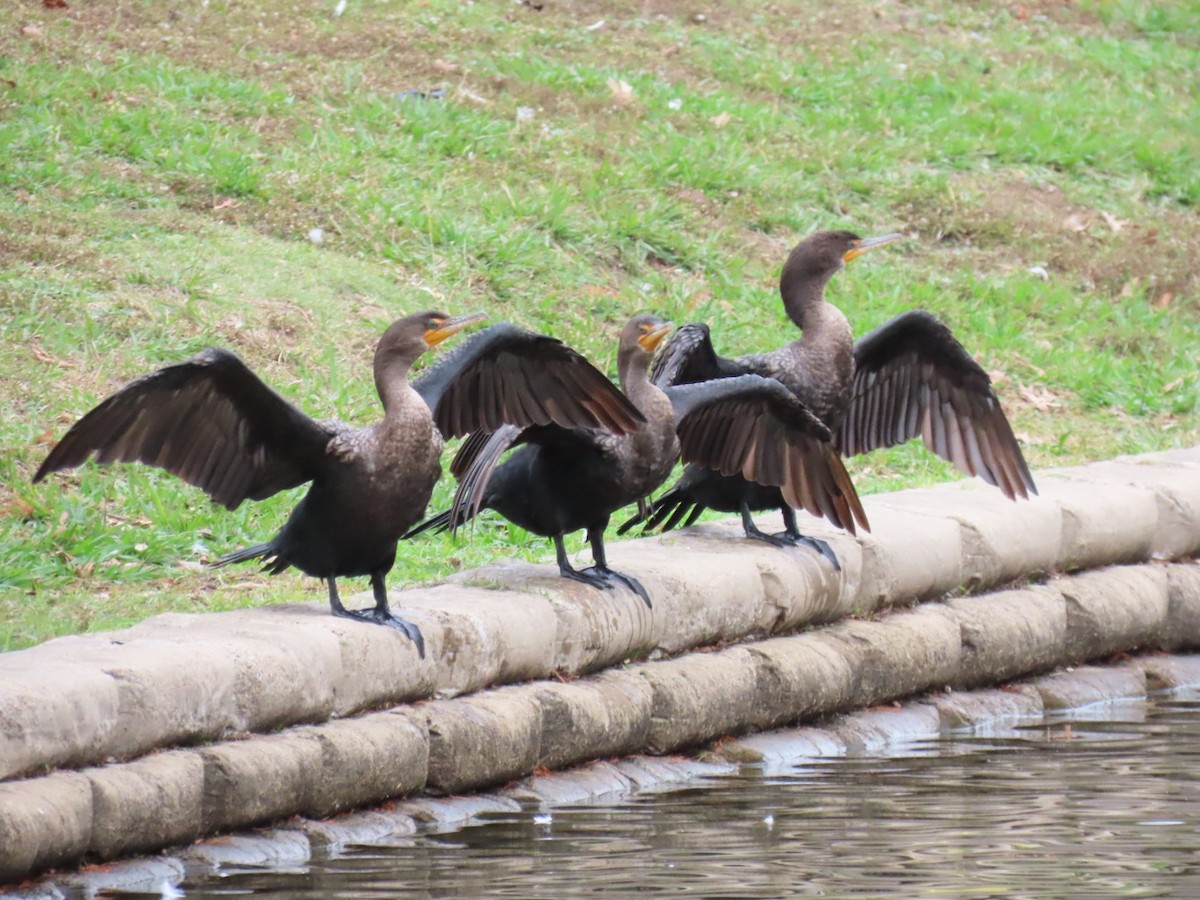 Double-crested Cormorant - ML647684014