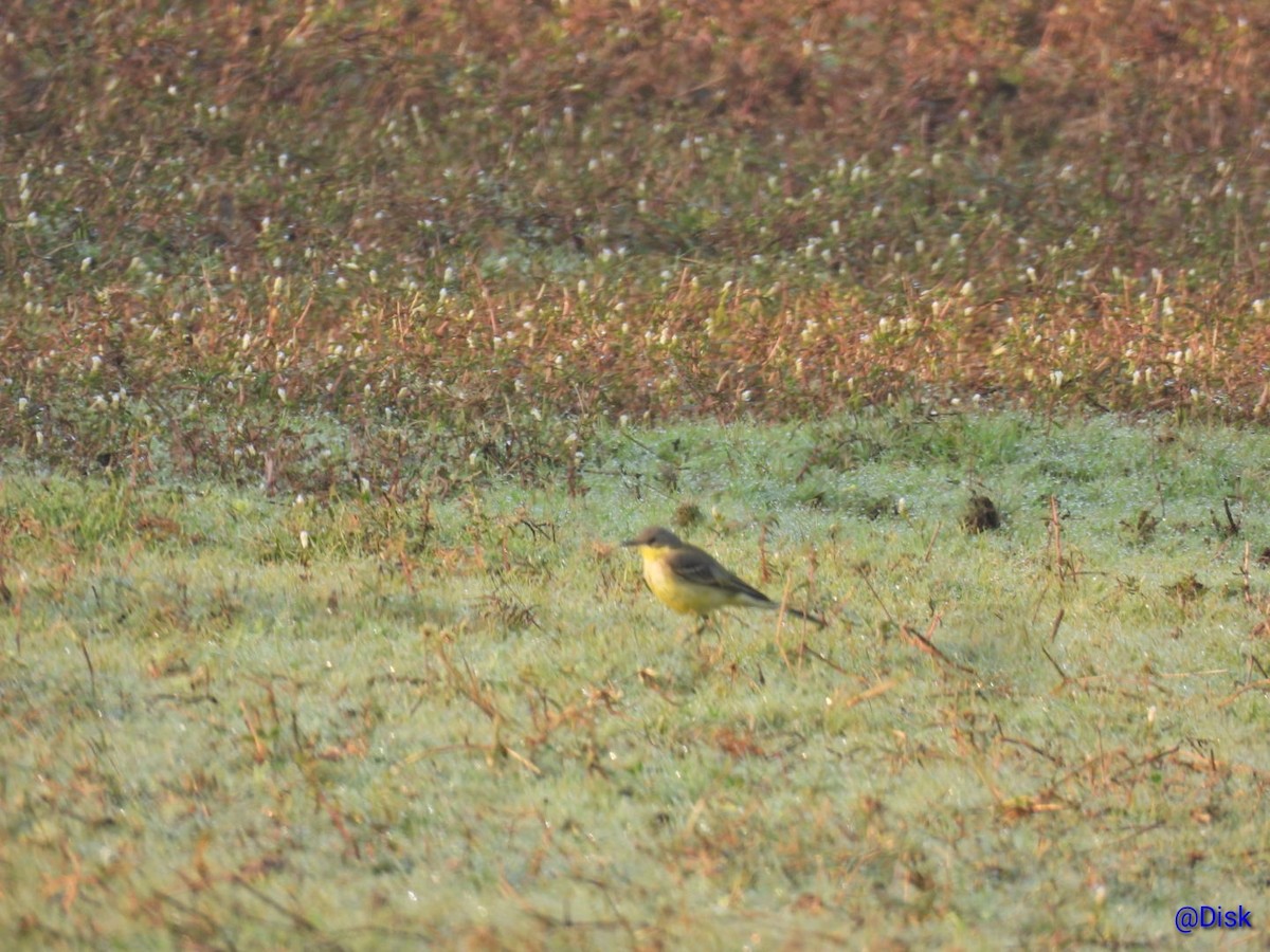 黃頭鶺鴒 - ML647684058