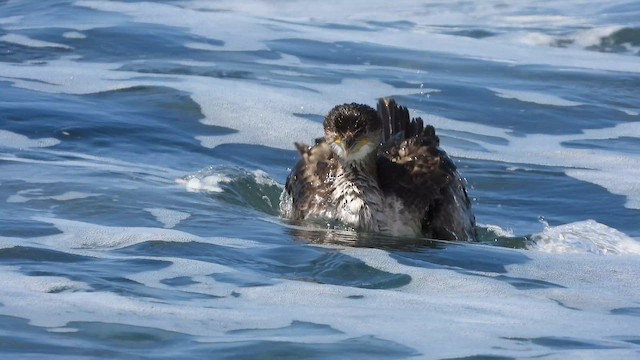 Хохлатый баклан - ML647684062