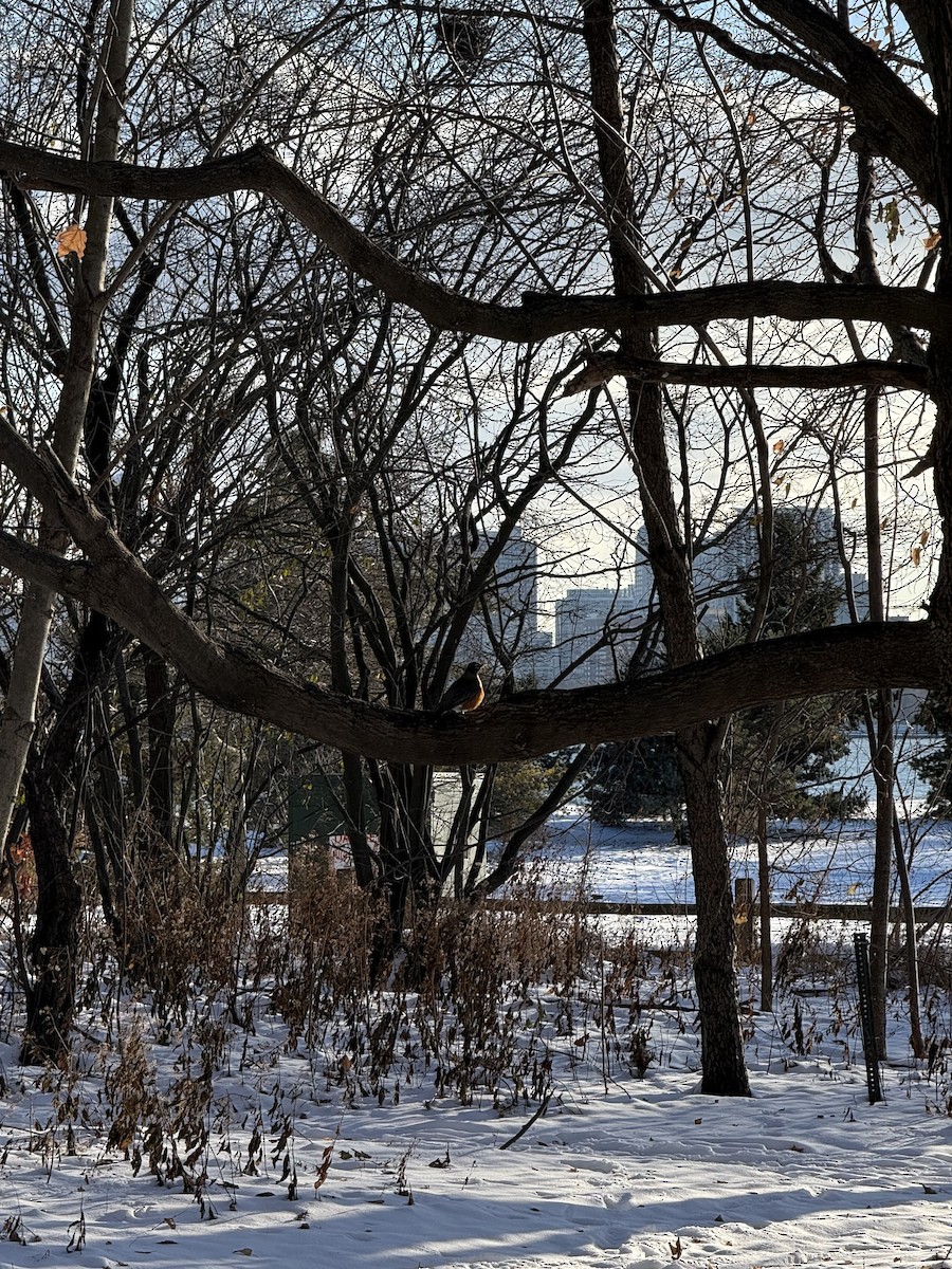 קיכלי נודד - ML647684086