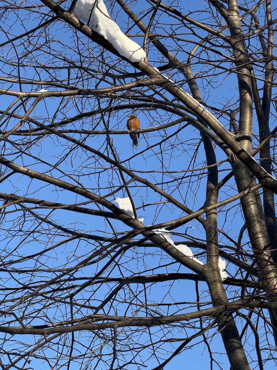 קיכלי נודד - ML647684087