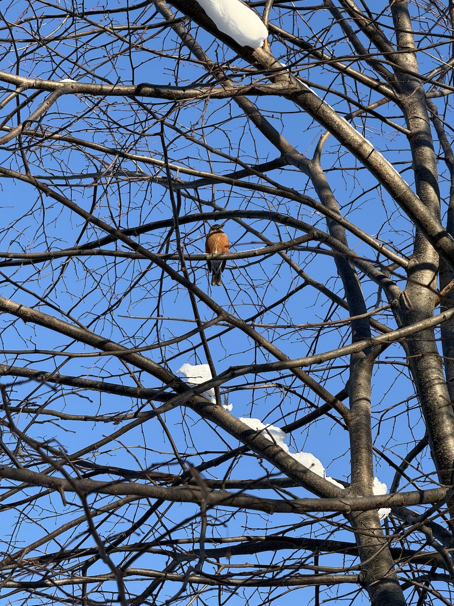 קיכלי נודד - ML647684088