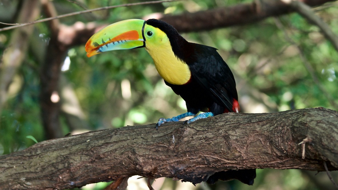 regnbuetukan - ML647684112