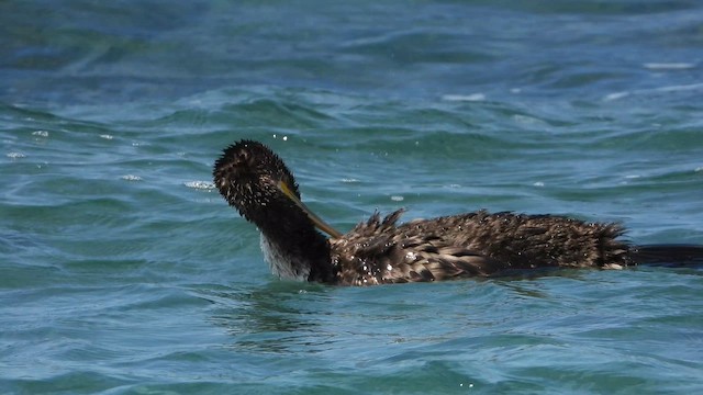 Хохлатый баклан - ML647684114