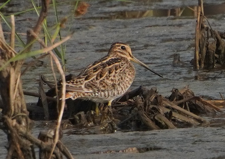 Sibirya Suçulluğu - ML647684117