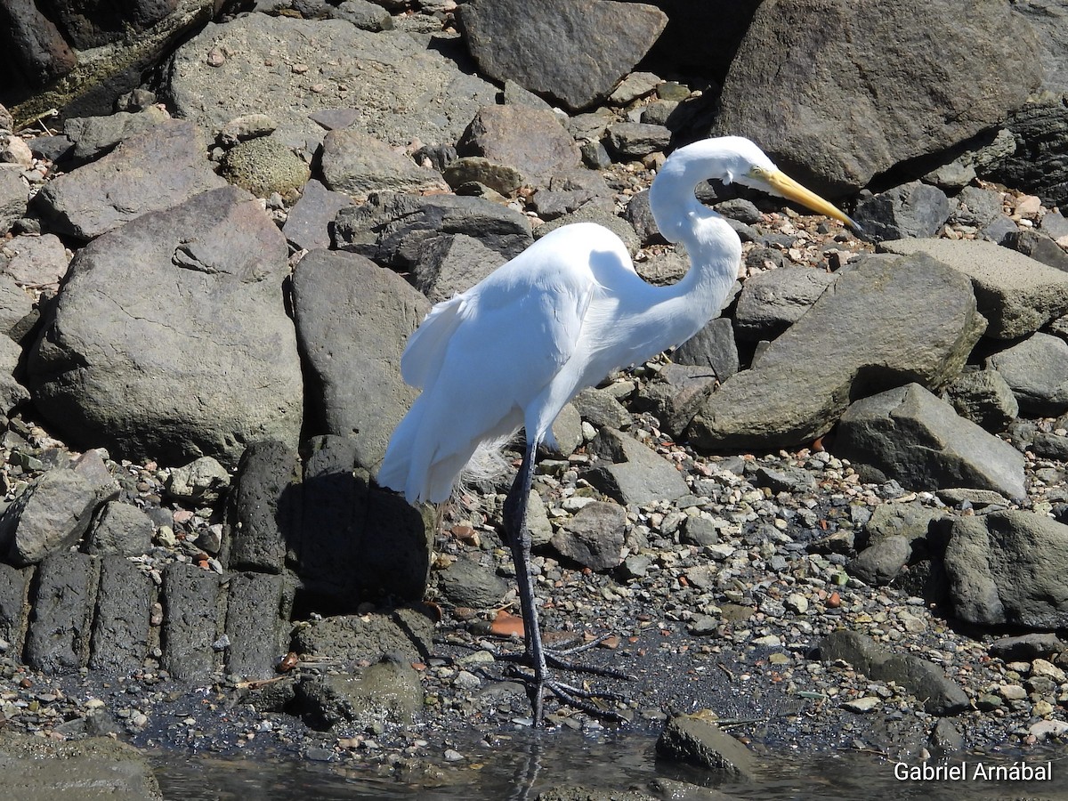 Garceta Grande - ML647684138