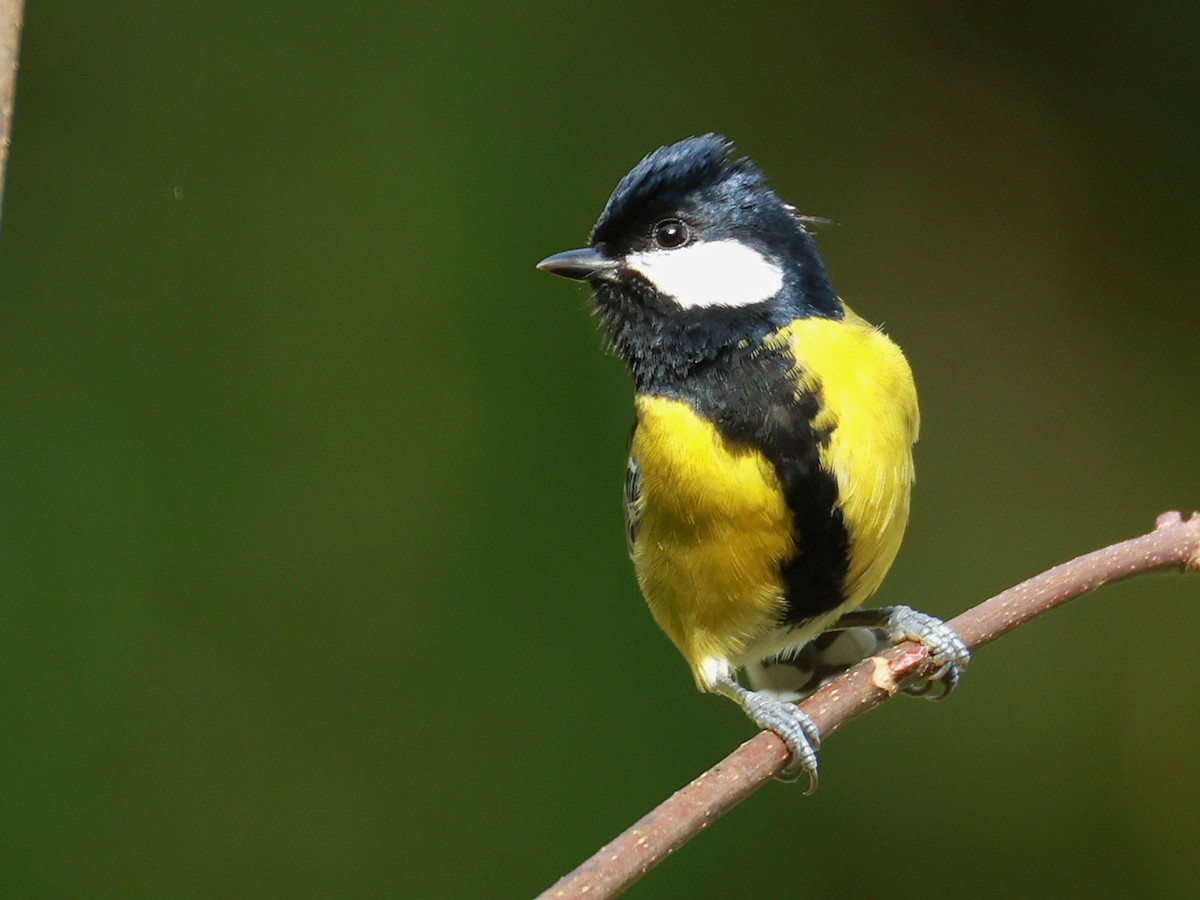 Bergkohlmeise - ML647684142