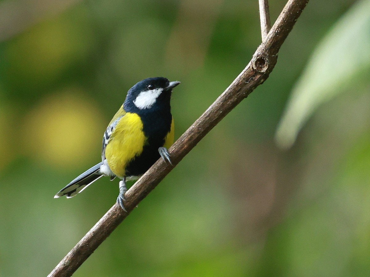 Bergkohlmeise - ML647684143