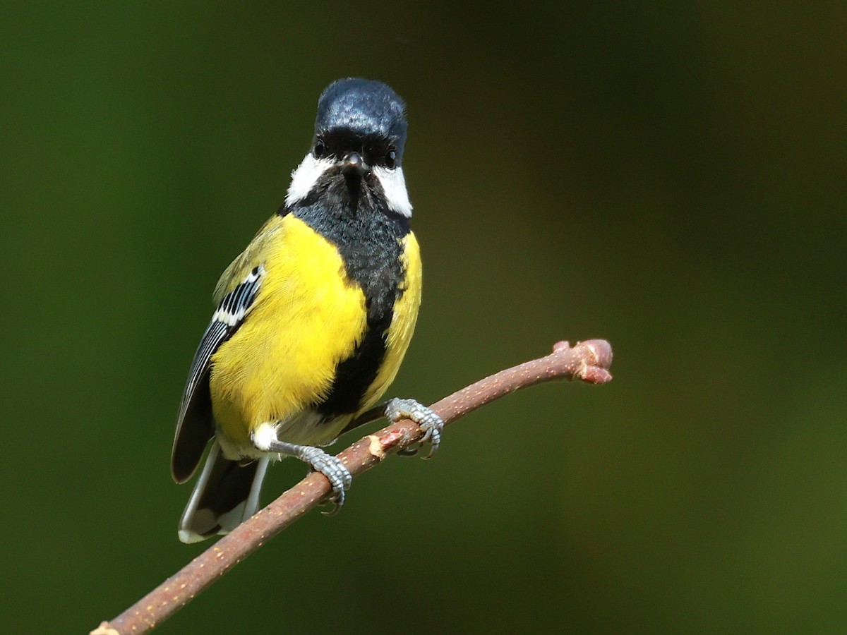 Bergkohlmeise - ML647684144