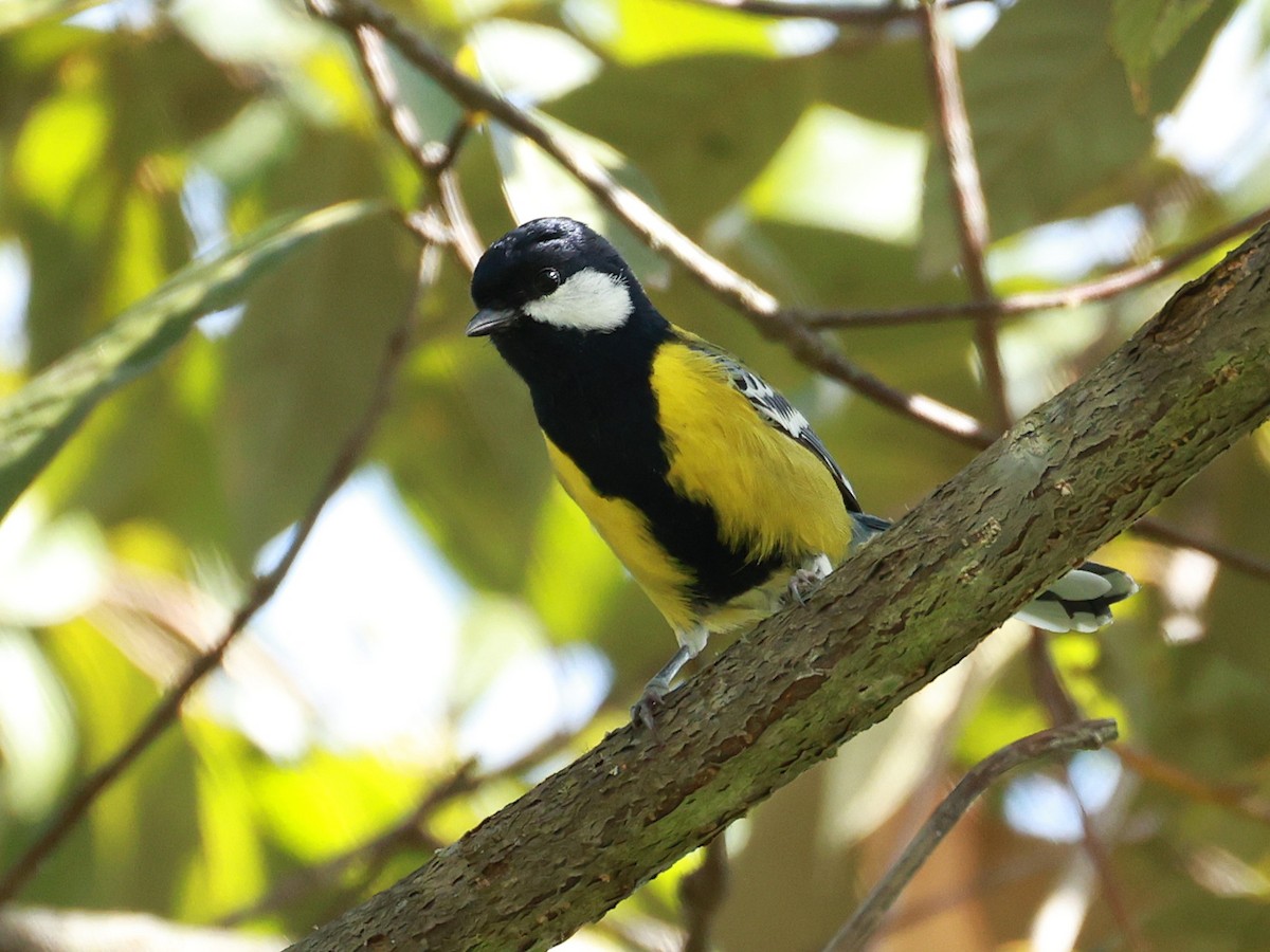 Bergkohlmeise - ML647684145