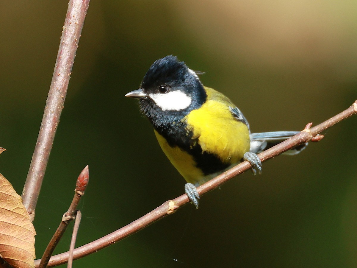 Bergkohlmeise - ML647684146