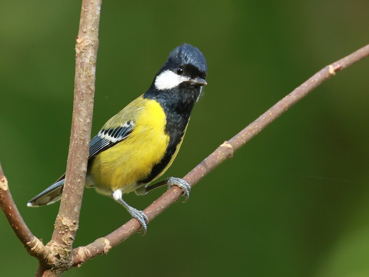 Bergkohlmeise - ML647684147